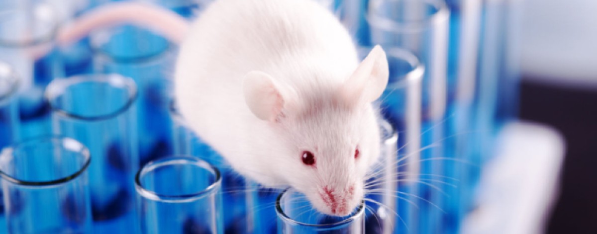 Farmaci, stop ai test sugli animali. Fda indica il piano per sostituzione con modelli innovativi